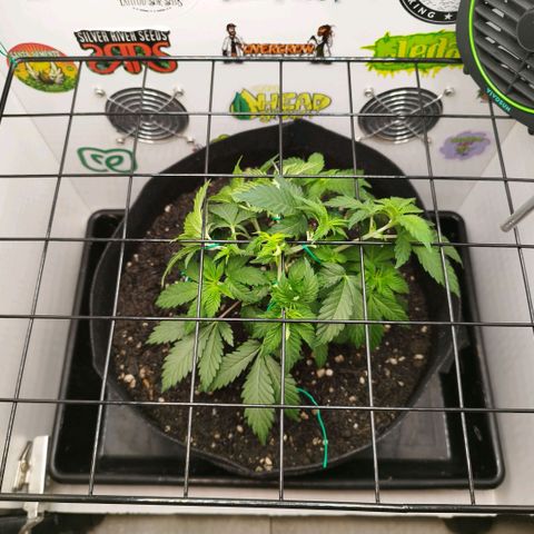 Sweet Amnesia Haze growlog timeline photo