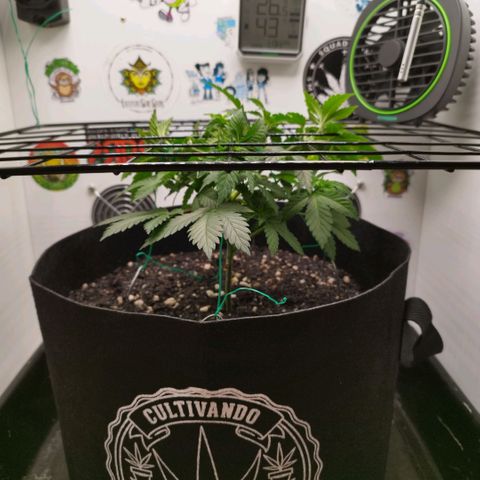 Sweet Amnesia Haze growlog timeline photo