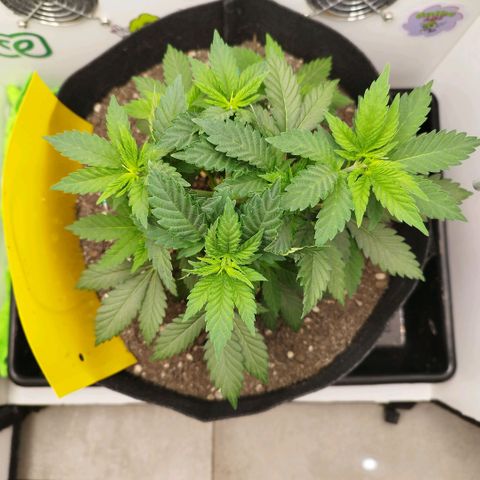 Sweet Amnesia Haze growlog timeline photo