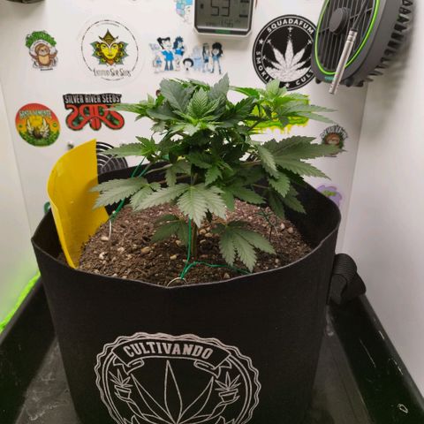 Sweet Amnesia Haze growlog timeline photo