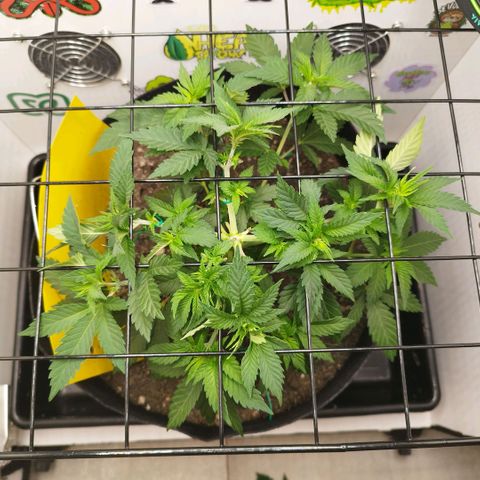 Sweet Amnesia Haze growlog timeline photo