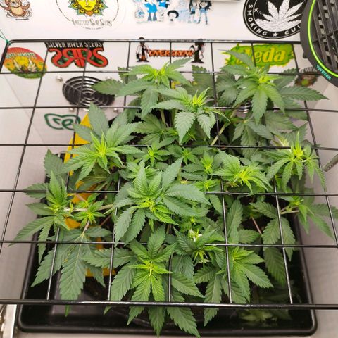 Sweet Amnesia Haze growlog timeline photo