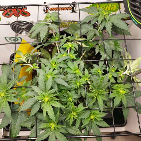 Sweet Amnesia Haze growlog timeline photo