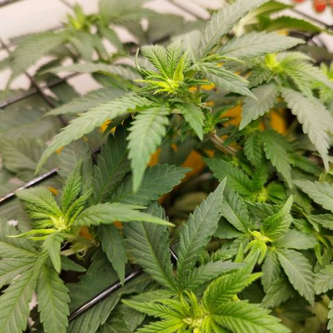 Sweet Amnesia Haze growlog timeline photo