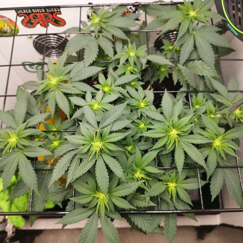 Sweet Amnesia Haze growlog timeline photo