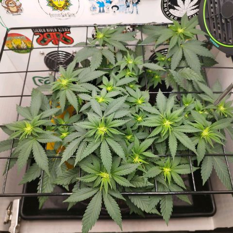 Sweet Amnesia Haze growlog timeline photo