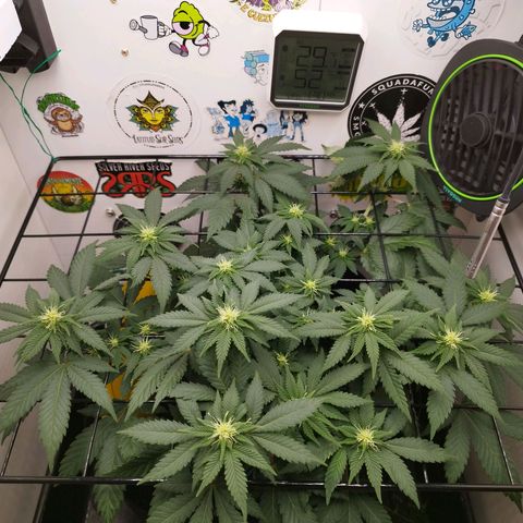 Sweet Amnesia Haze growlog timeline photo