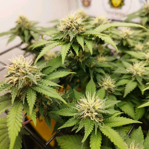 Sweet Amnesia Haze growlog timeline photo