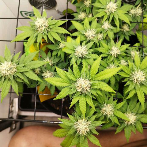 Sweet Amnesia Haze growlog timeline photo