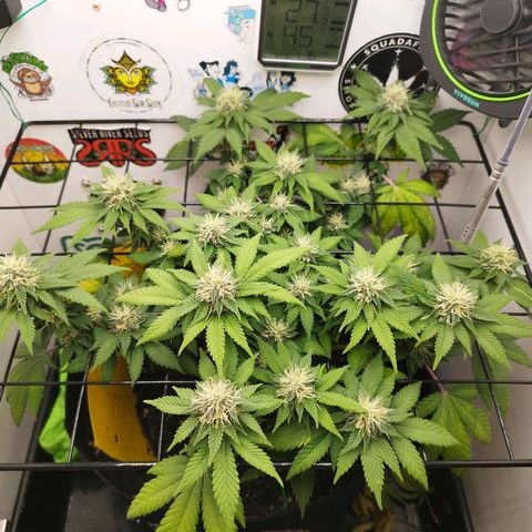 Sweet Amnesia Haze growlog timeline photo