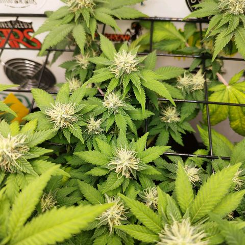 Sweet Amnesia Haze growlog timeline photo