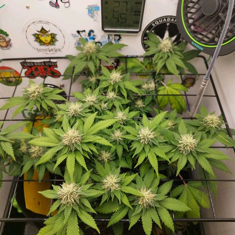 Sweet Amnesia Haze growlog timeline photo