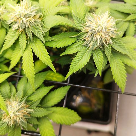 Sweet Amnesia Haze growlog timeline photo