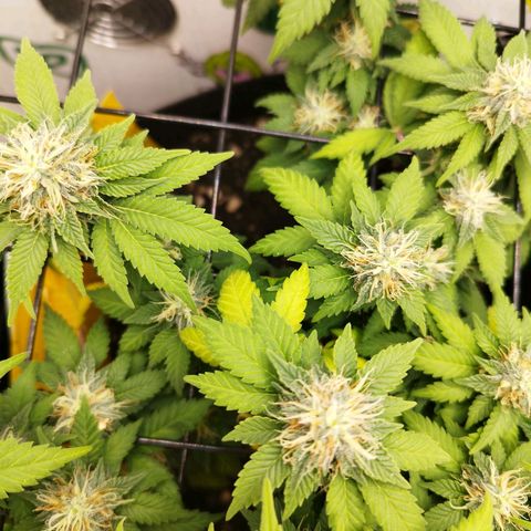 Sweet Amnesia Haze growlog timeline photo
