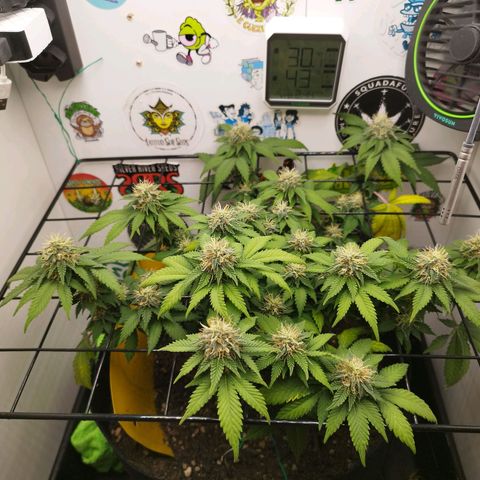 Sweet Amnesia Haze growlog timeline photo
