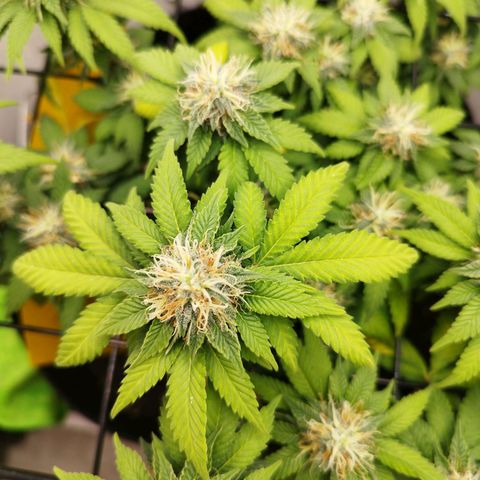 Sweet Amnesia Haze growlog timeline photo