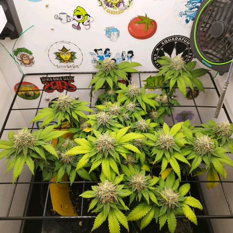 Sweet Amnesia Haze growlog timeline photo