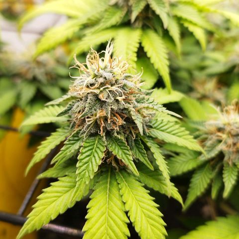 Sweet Amnesia Haze growlog timeline photo