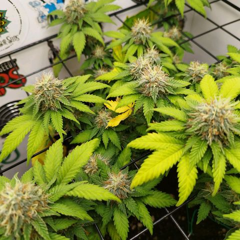 Sweet Amnesia Haze growlog timeline photo