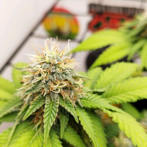 Sweet Amnesia Haze growlog timeline photo