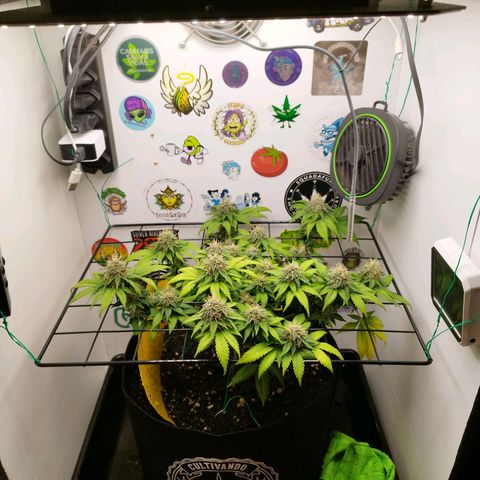 Sweet Amnesia Haze growlog timeline photo