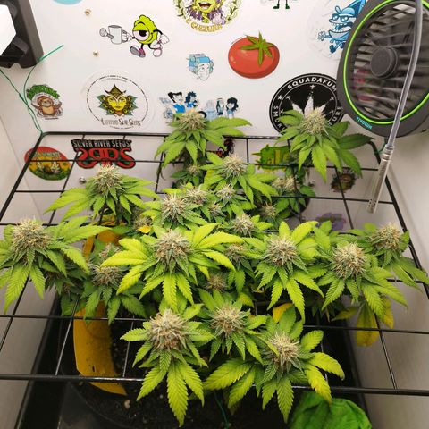 Sweet Amnesia Haze growlog timeline photo