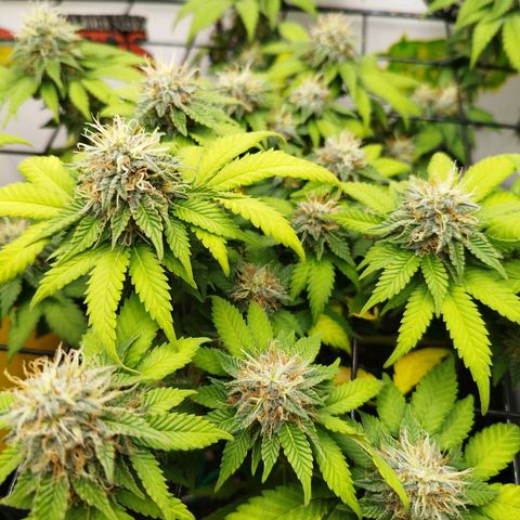 Sweet Amnesia Haze growlog timeline photo