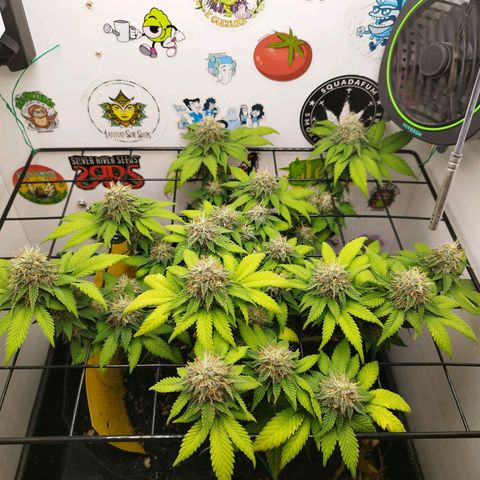 Sweet Amnesia Haze growlog timeline photo