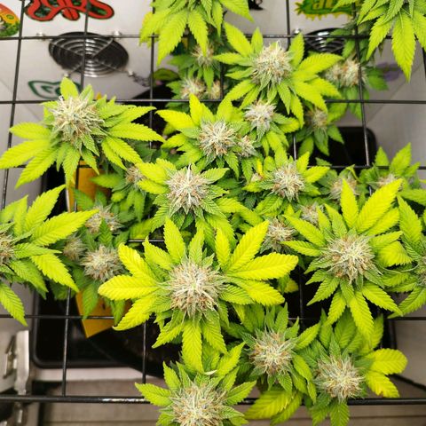 Sweet Amnesia Haze growlog timeline photo