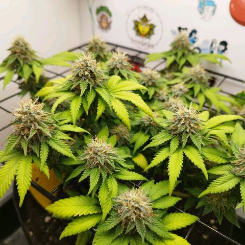 Sweet Amnesia Haze growlog timeline photo