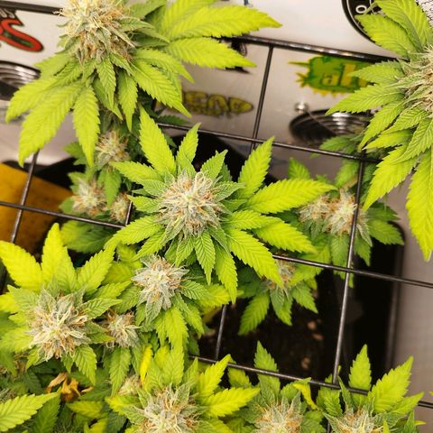Sweet Amnesia Haze growlog timeline photo
