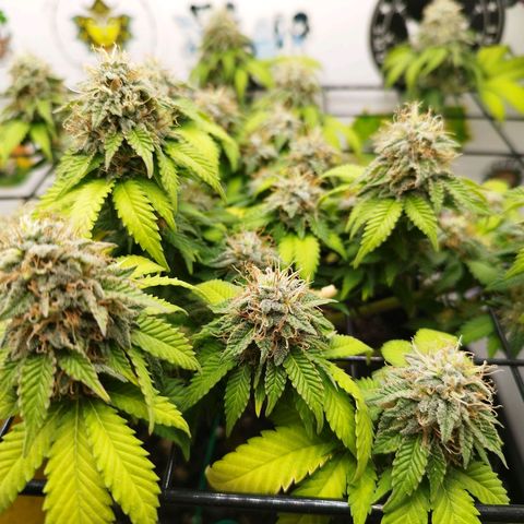 Sweet Amnesia Haze growlog timeline photo