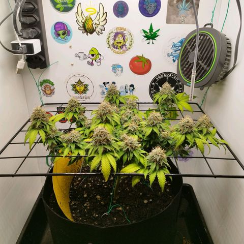 Sweet Amnesia Haze growlog timeline photo