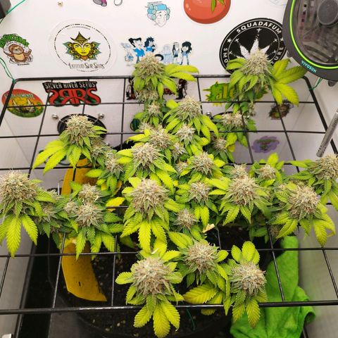 Sweet Amnesia Haze growlog timeline photo