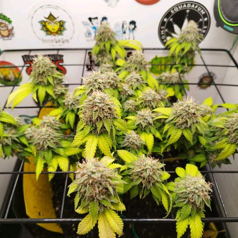 Sweet Amnesia Haze growlog timeline photo