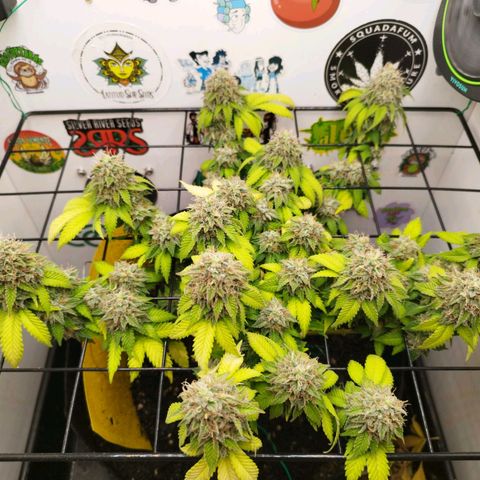Sweet Amnesia Haze growlog timeline photo