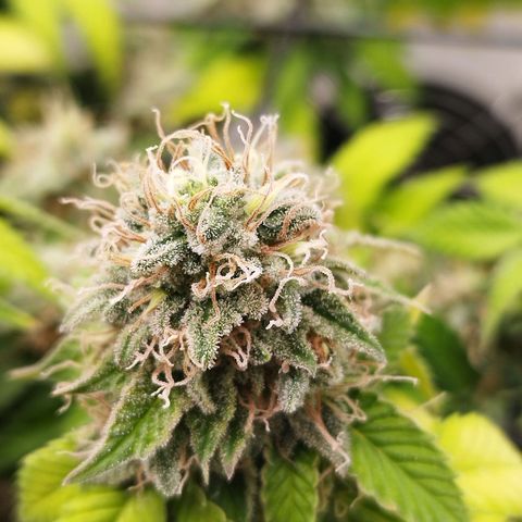 Sweet Amnesia Haze growlog timeline photo