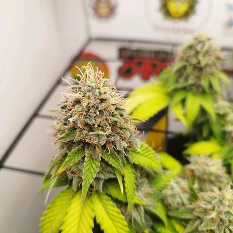 Sweet Amnesia Haze growlog timeline photo