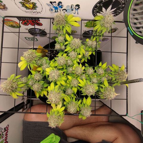 Sweet Amnesia Haze growlog timeline photo