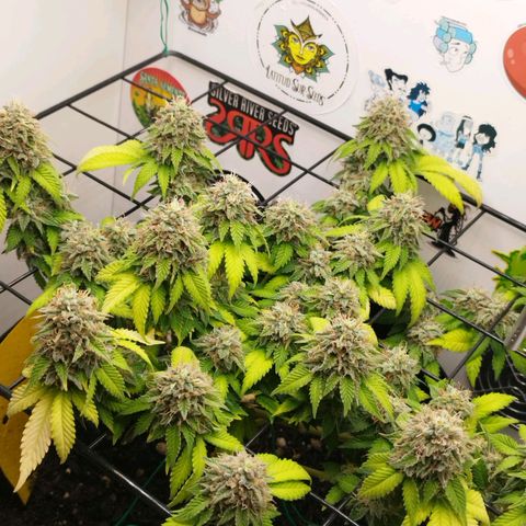 Sweet Amnesia Haze growlog timeline photo
