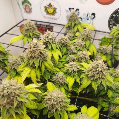 Sweet Amnesia Haze growlog timeline photo