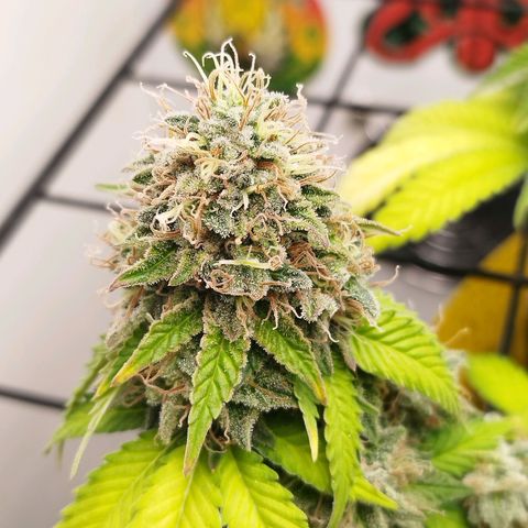Sweet Amnesia Haze growlog timeline photo