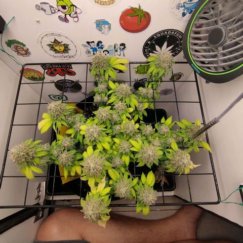 Sweet Amnesia Haze growlog timeline photo