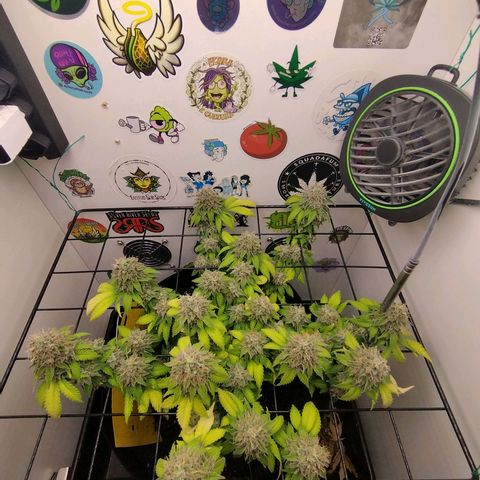 Sweet Amnesia Haze growlog timeline photo
