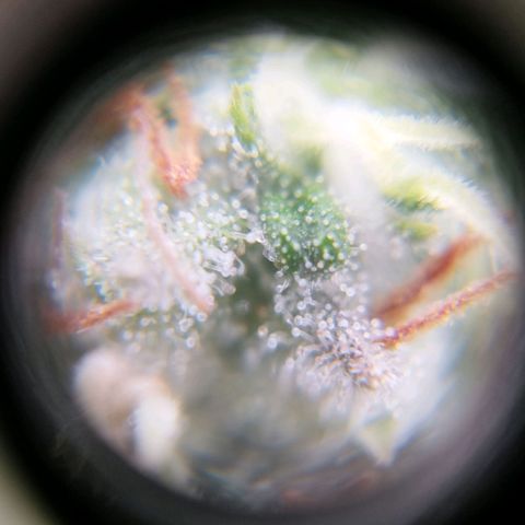Sweet Amnesia Haze growlog timeline photo