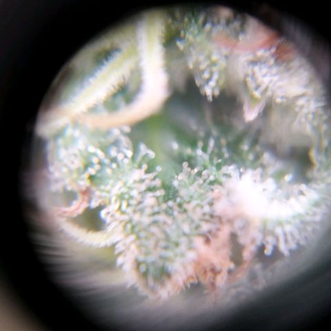 Sweet Amnesia Haze growlog timeline photo