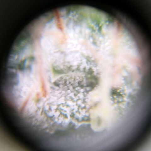 Sweet Amnesia Haze growlog timeline photo