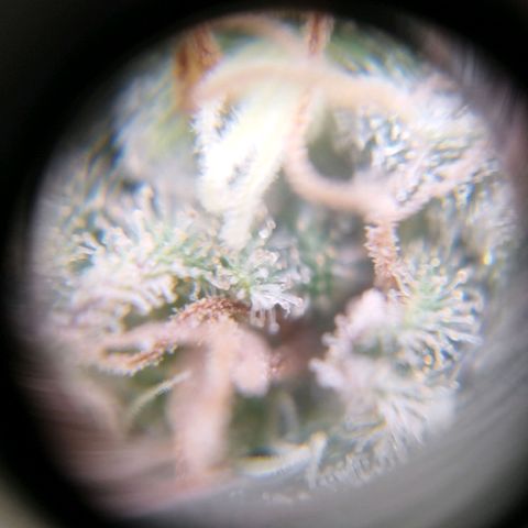 Sweet Amnesia Haze growlog timeline photo
