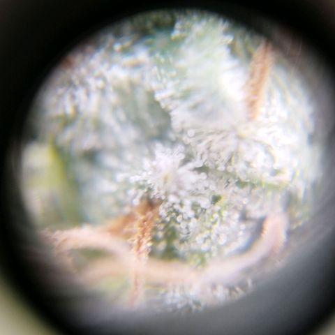 Sweet Amnesia Haze growlog timeline photo