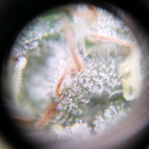 Sweet Amnesia Haze growlog timeline photo